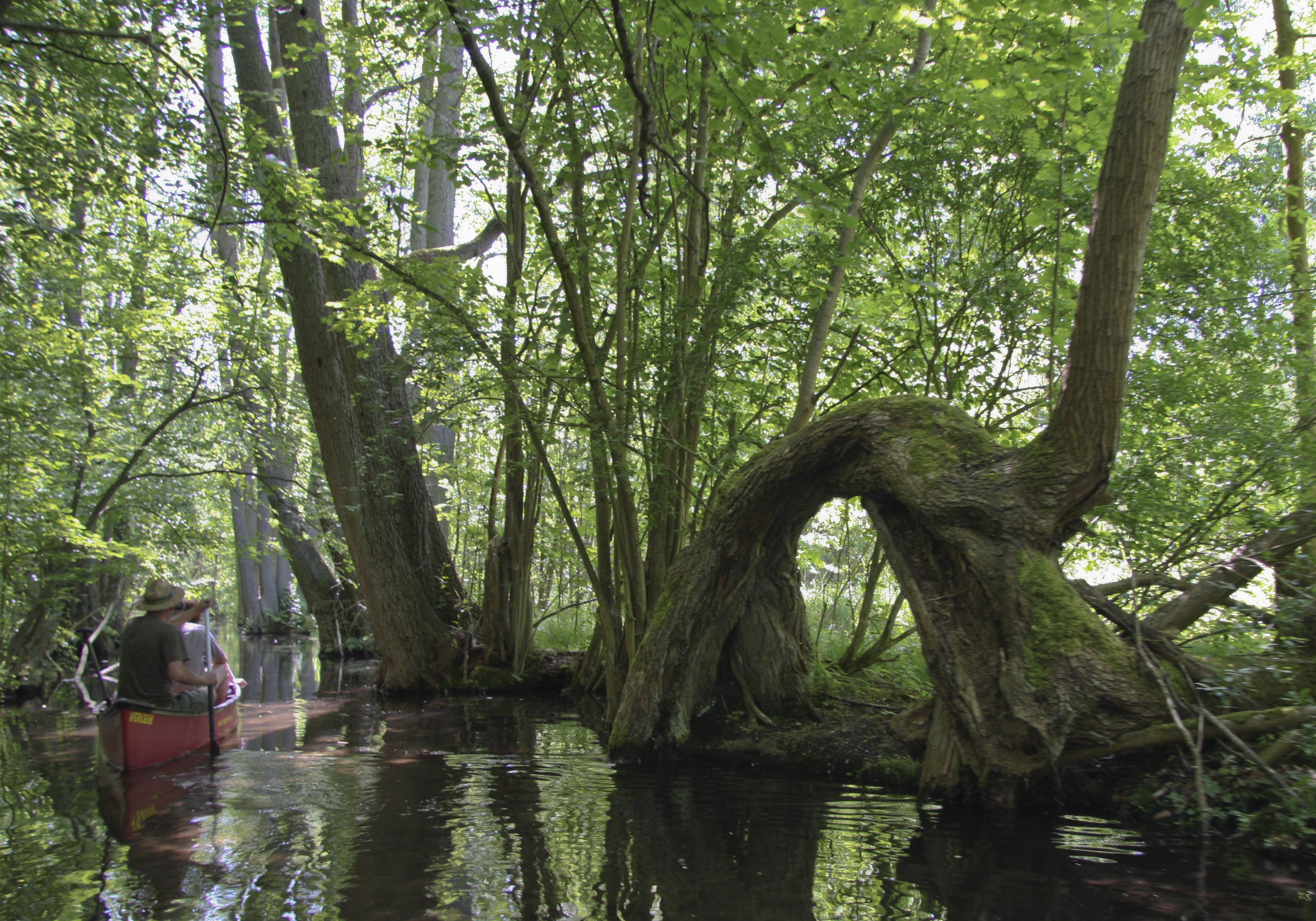 A canoeist in a forested area with a large, twisted tree trunk in the water.