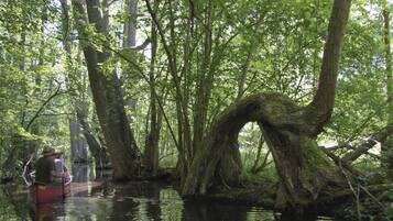 Um canoísta em uma área florestal com um tronco de árvore grande e retorcido na água.