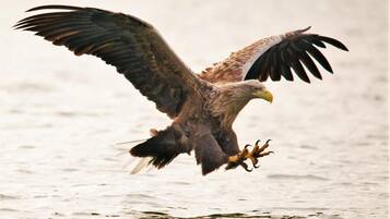 A bird of prey in flight over a body of water.