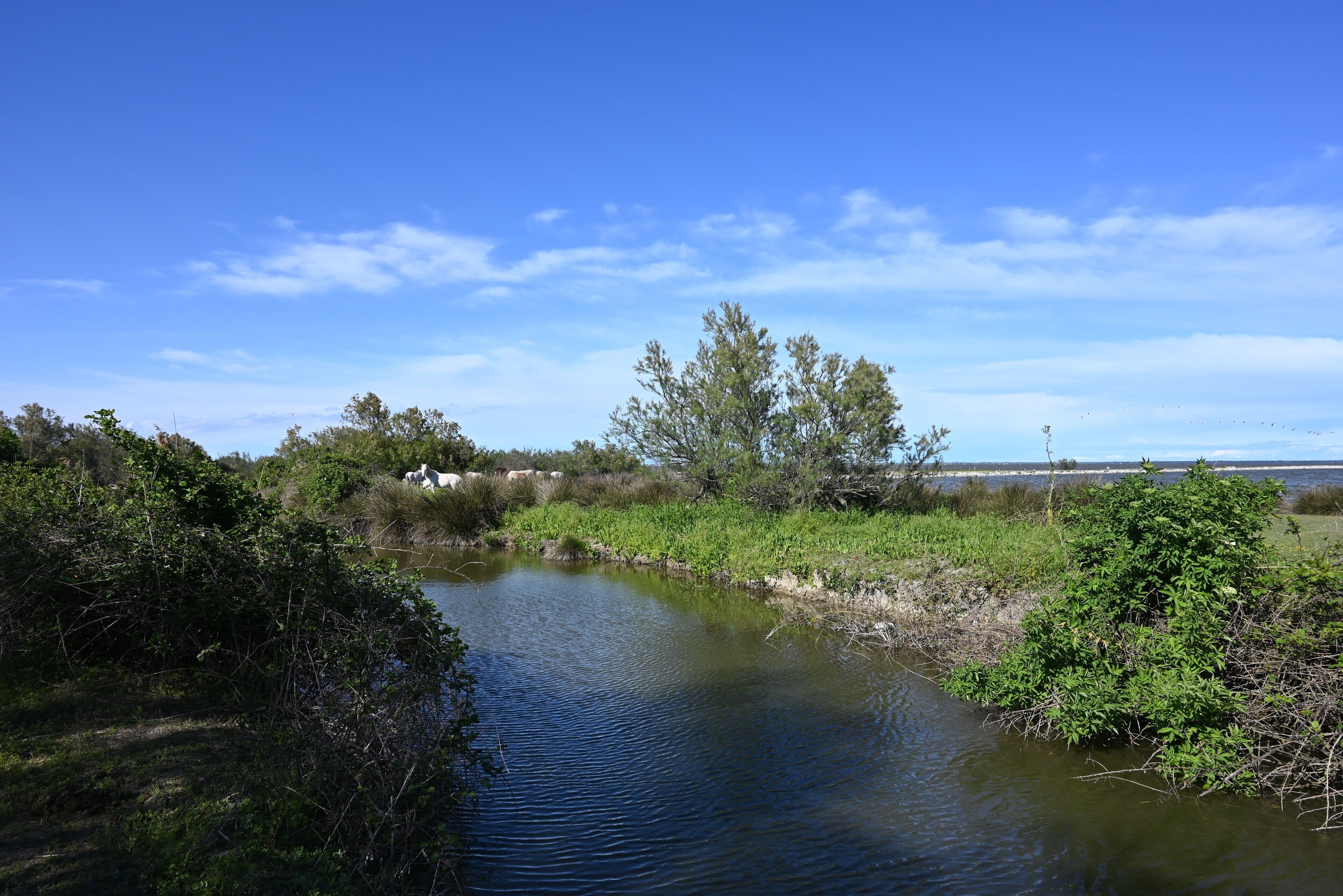A calm river with dense vegetation on both sides.