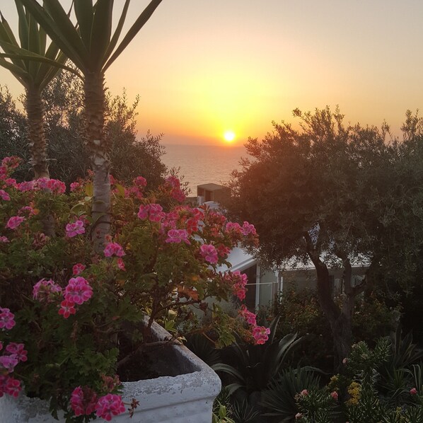 A garden with pink flowers and a view of the sunset over the sea.