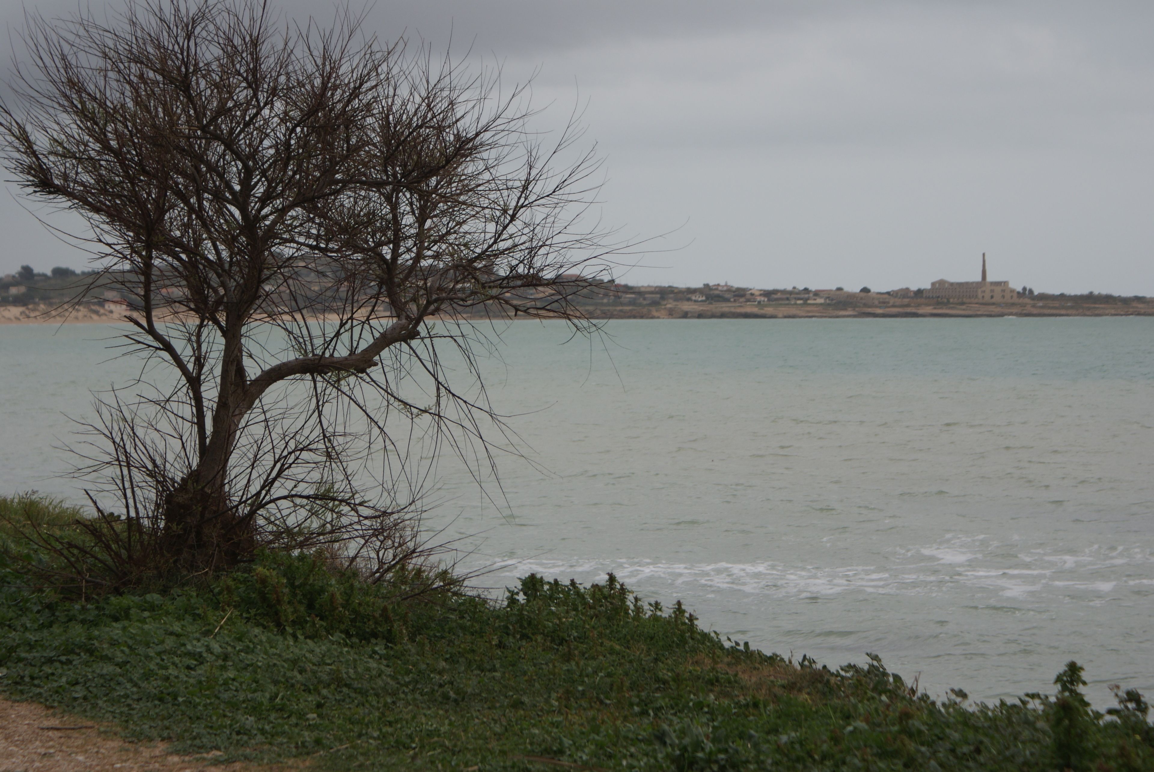A coastal landscape with a leafless tree, calm sea, and distant buildings.