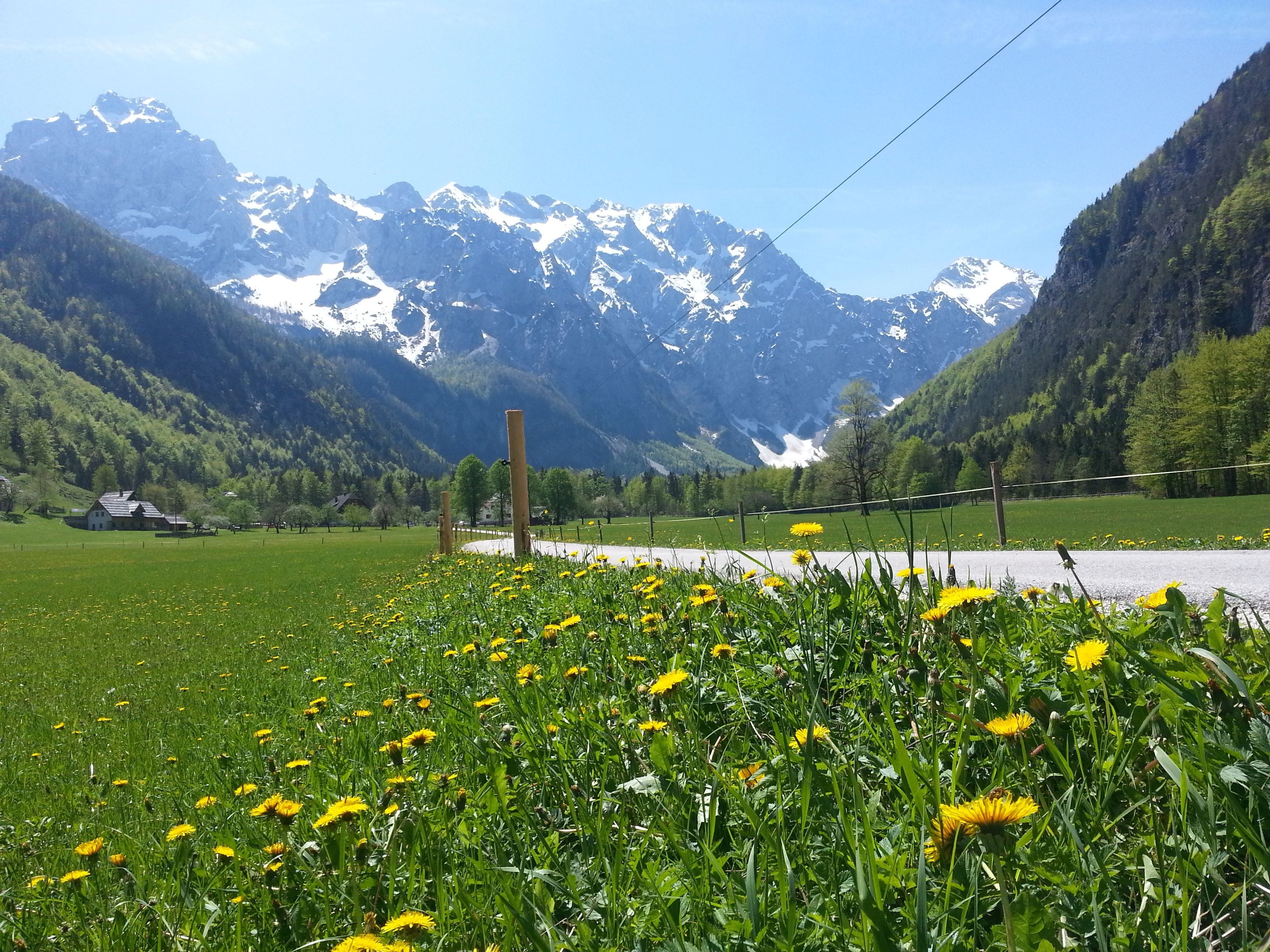 A mountain landscape with a road, a wooden fence, and a field of yellow flowers.