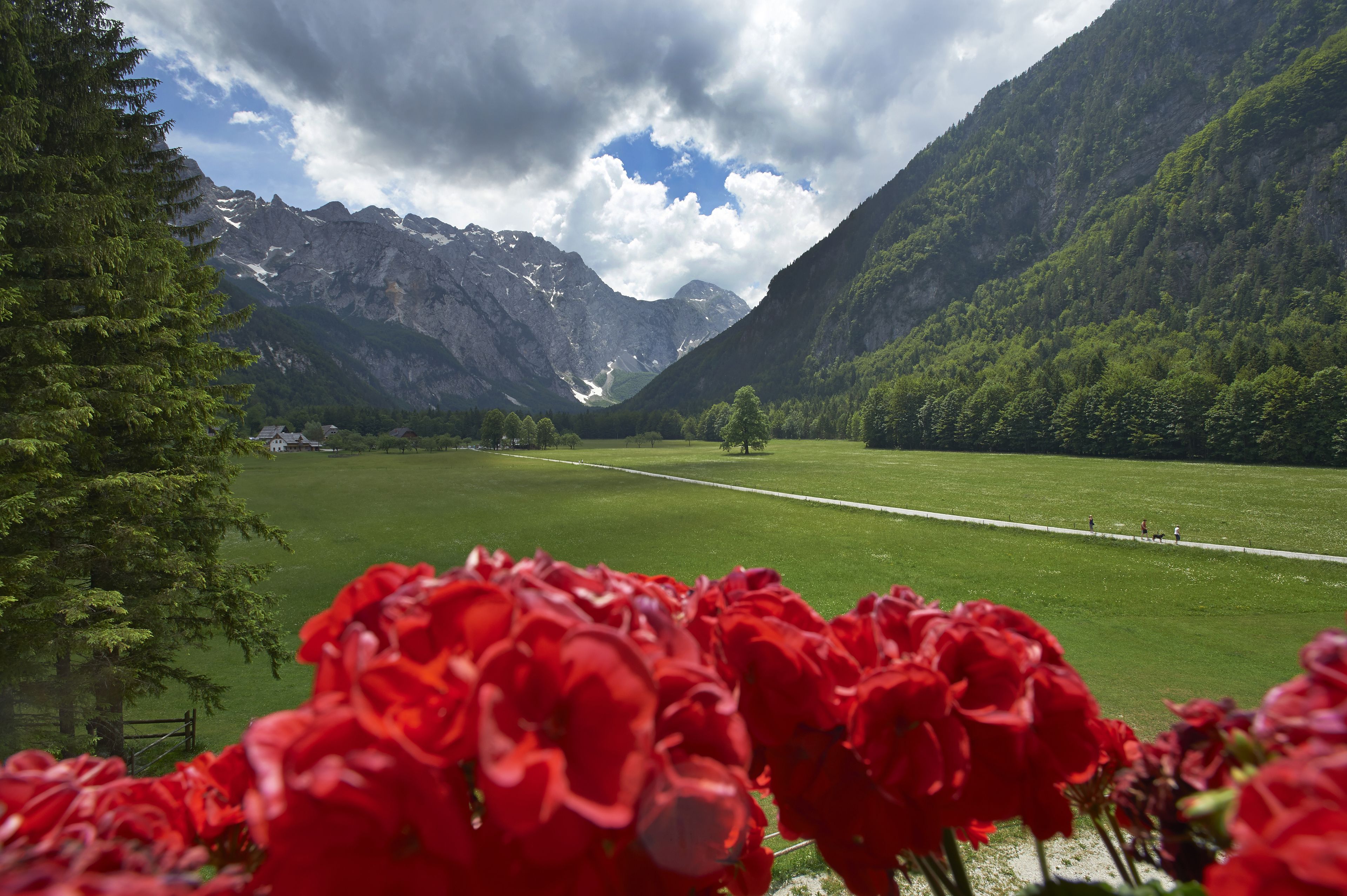 A mountainous landscape with a green field and a row of red flowers in the foreground.