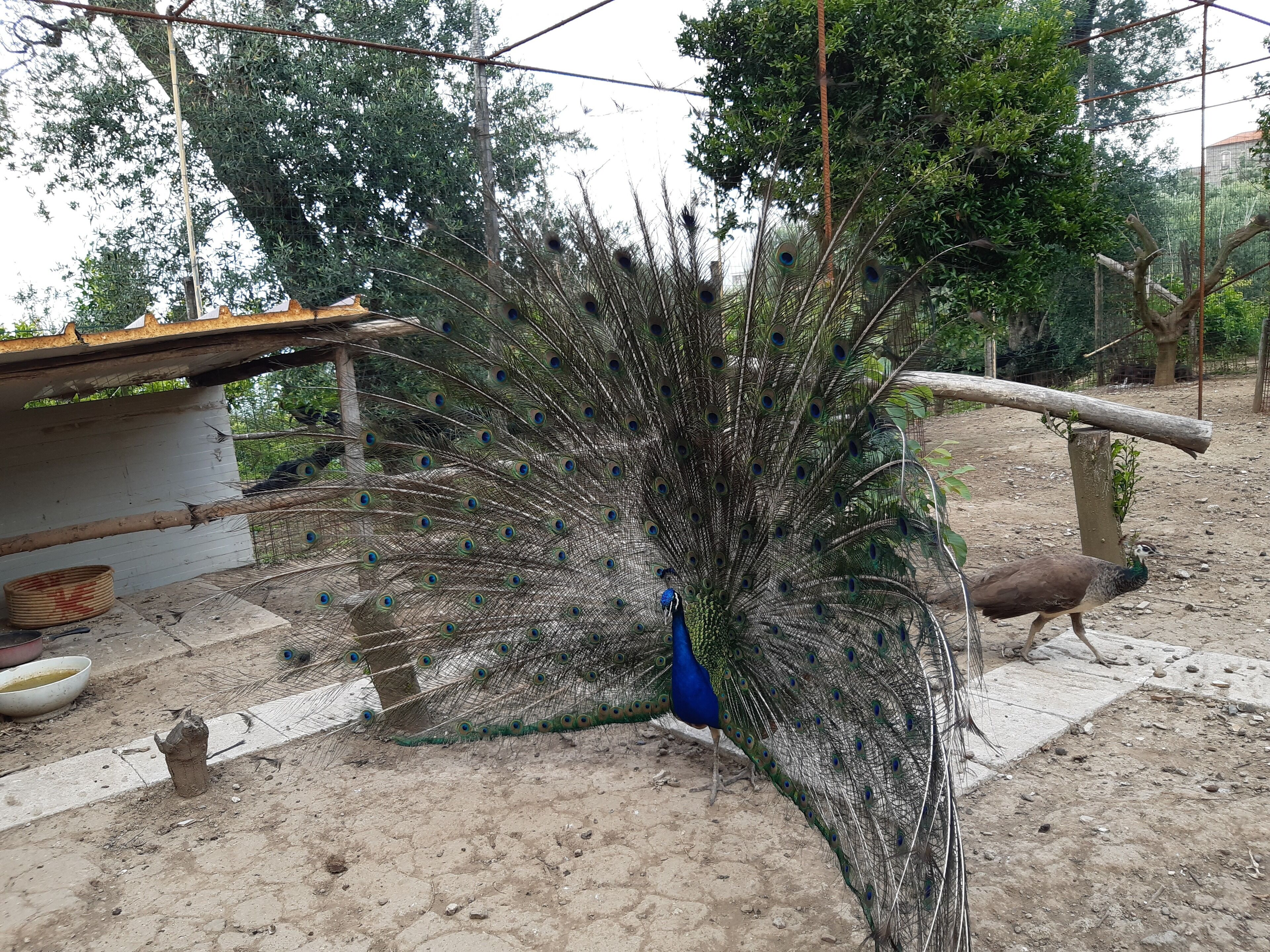 Photo - Oasi Madre della Pace