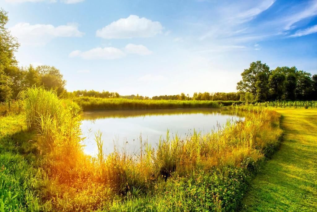 Een vredig vijver, omringd door weelderig groen en een heldere lucht.