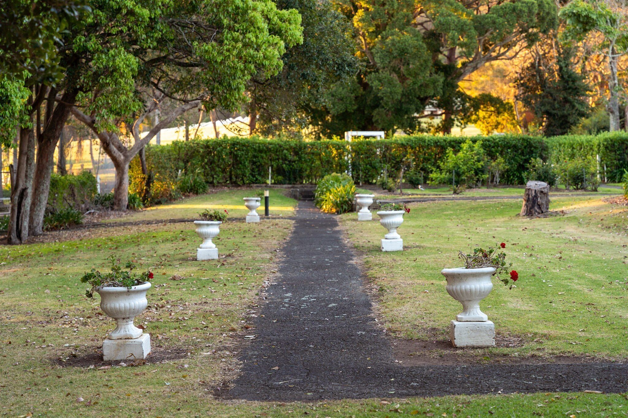 Un sendero de jardín con jarrones blancos y un seto al fondo.