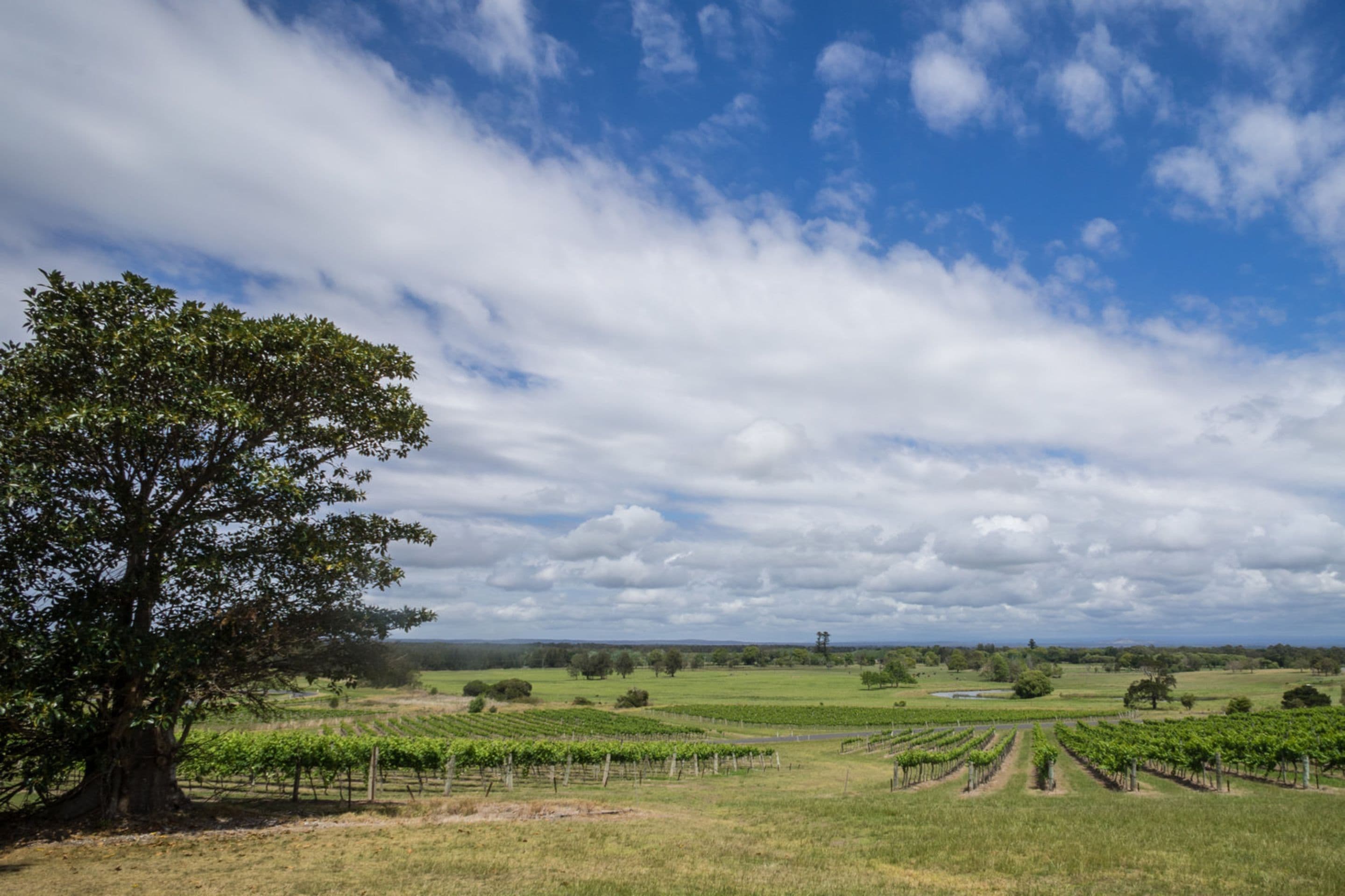 Paisaje de viñedo con hileras de vides y un gran árbol en primer plano.