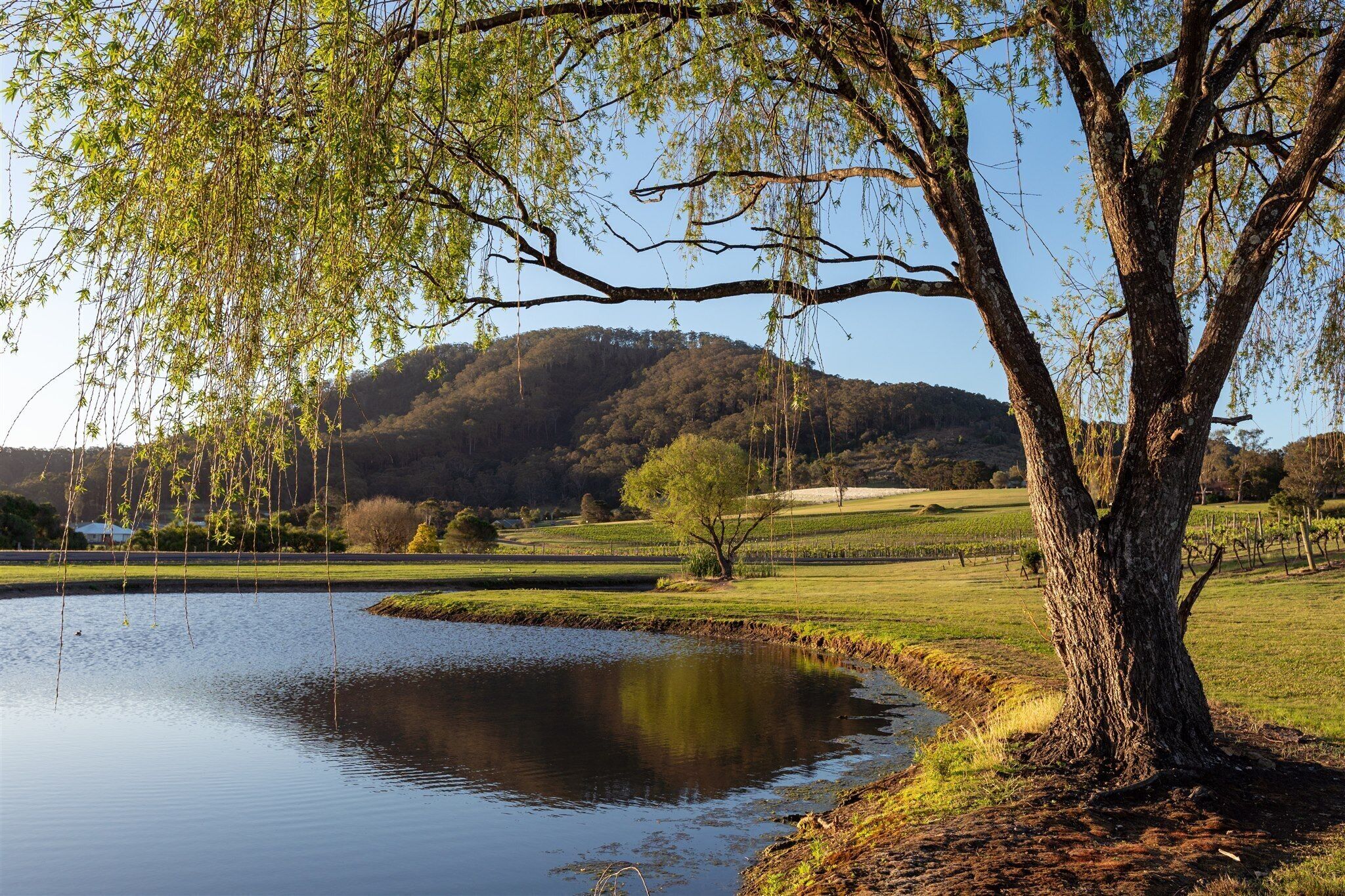 Eine ruhige Landschaft mit einem Teich, einem großen Baum und einer Hügelkette im Hintergrund.