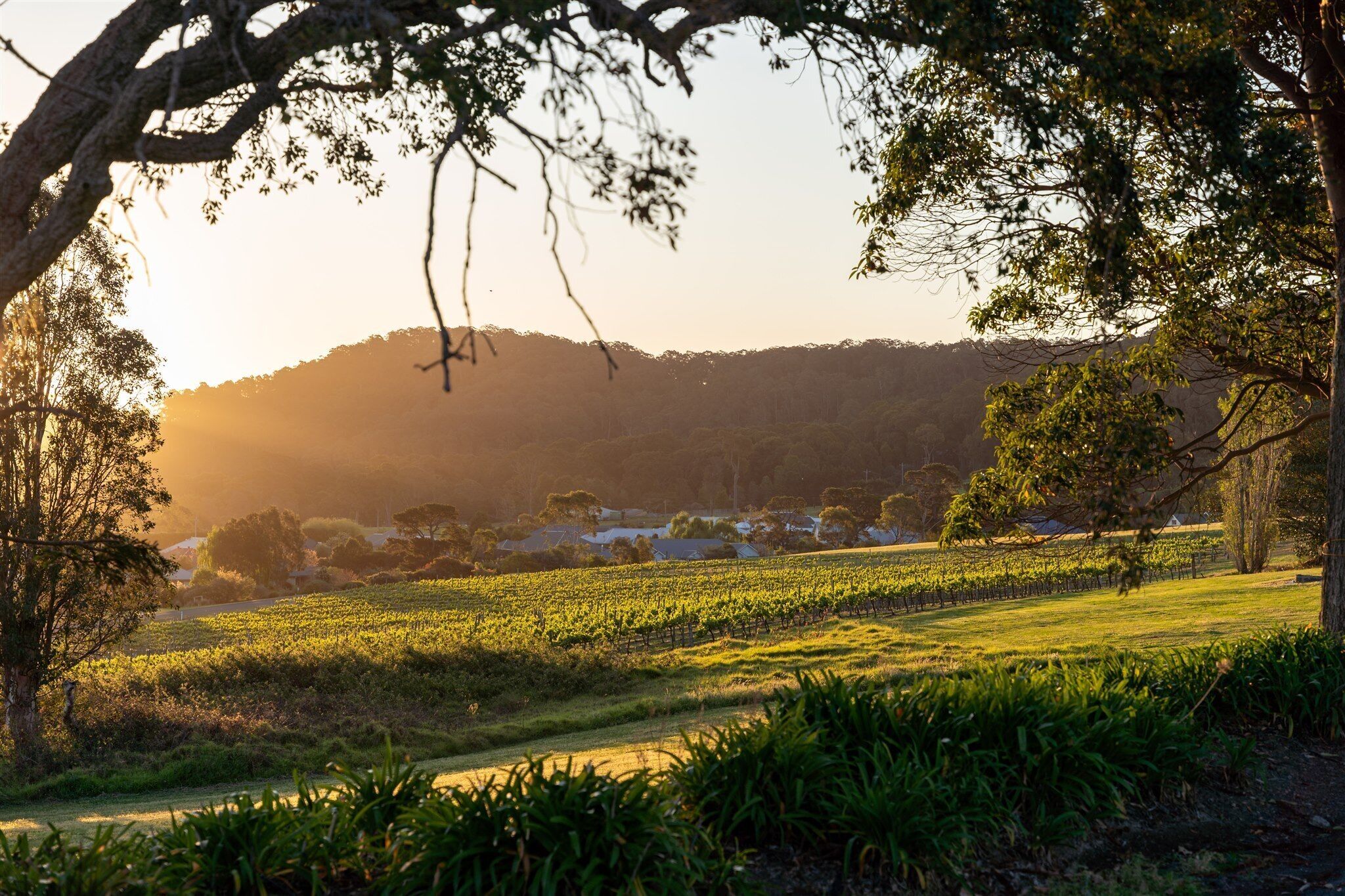 A vineyard with rows of grapevines, a clear sky, and a distant hill.