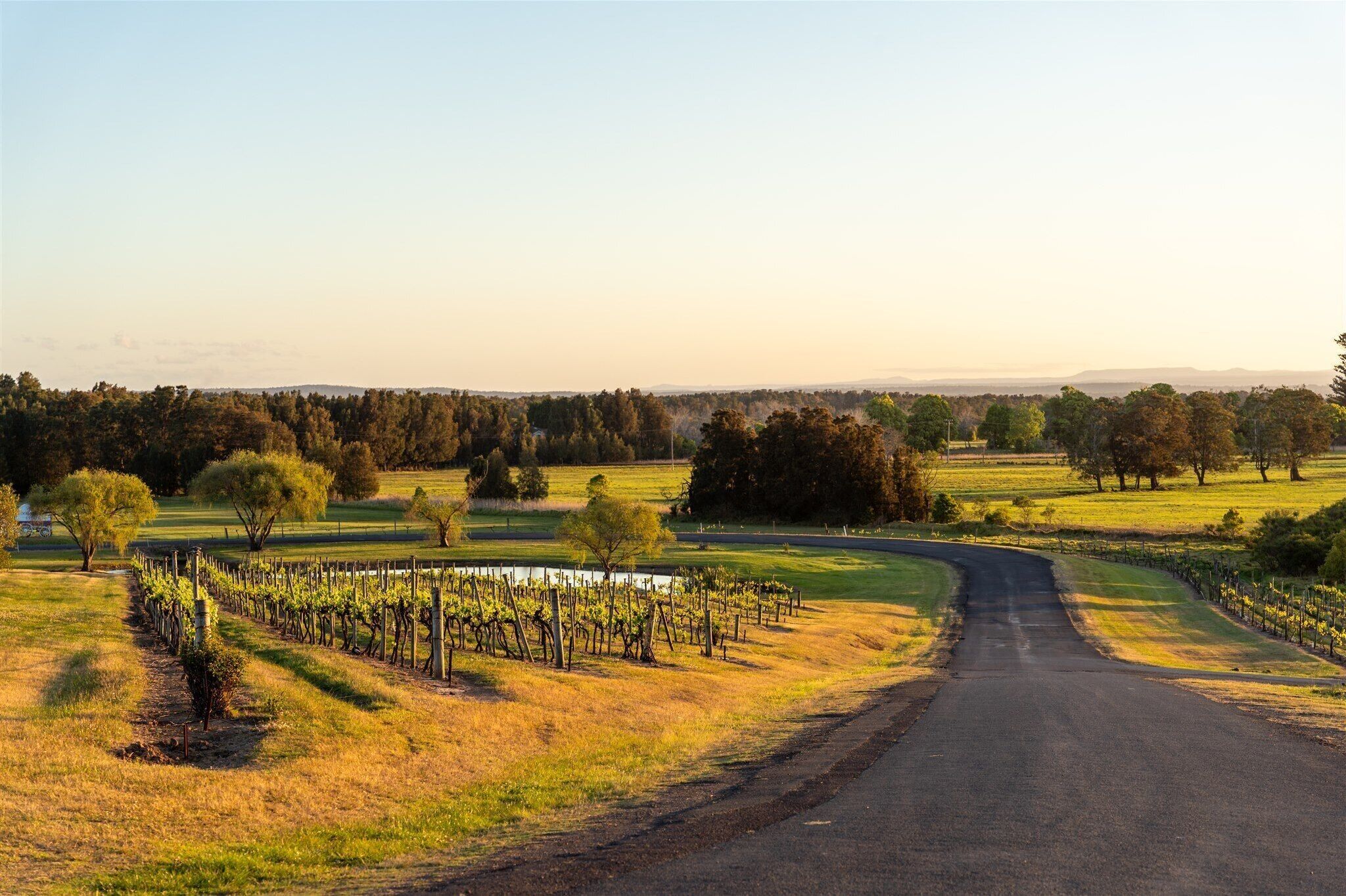 Un vignoble avec des rangées de vignes et un chemin de terre qui le traverse.
