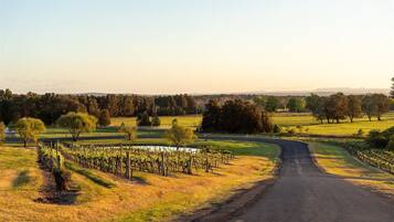 Un vignoble avec des rangées de vignes et un chemin de terre qui le traverse.