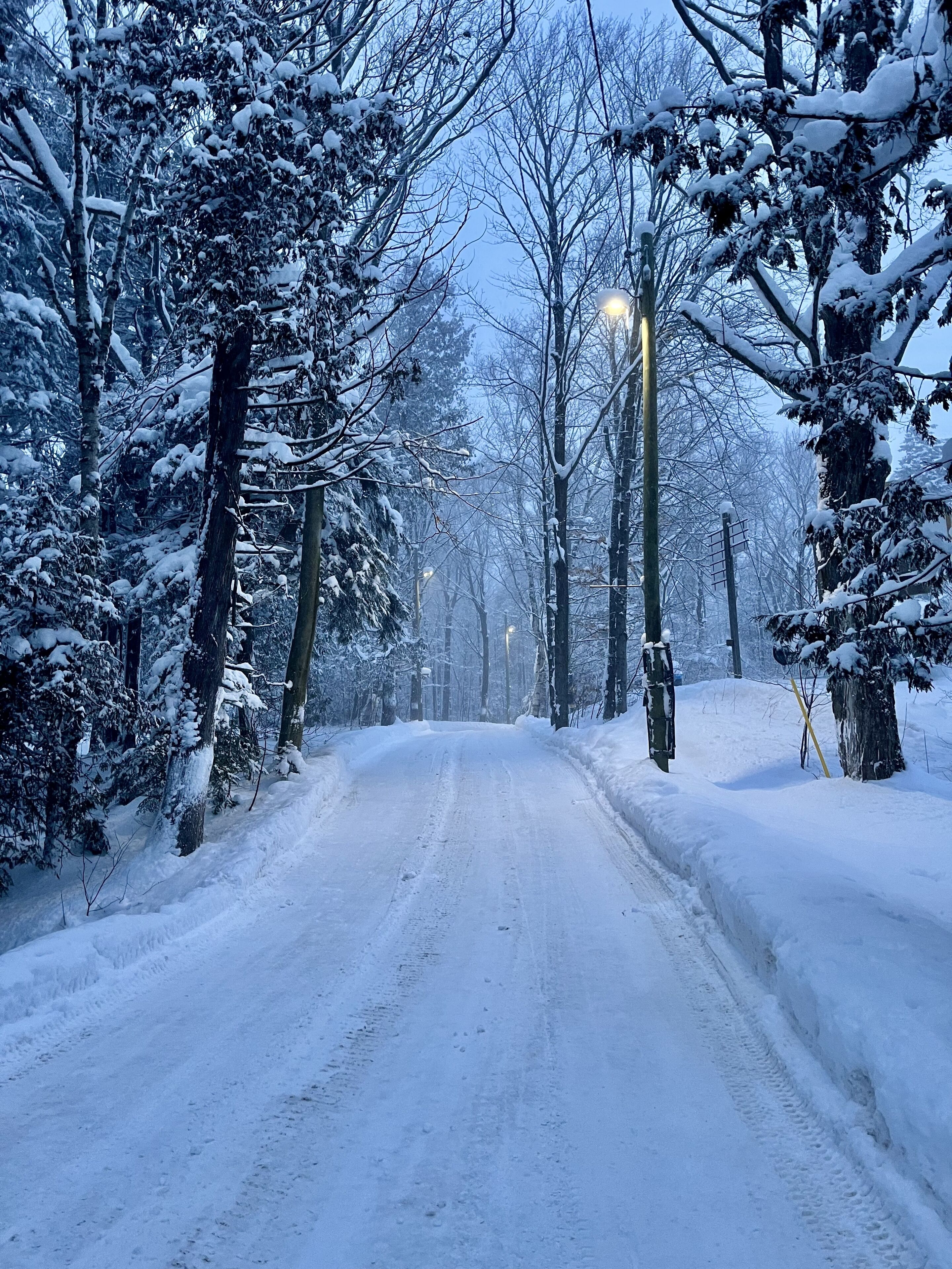 A snow-covered road flanked by trees.