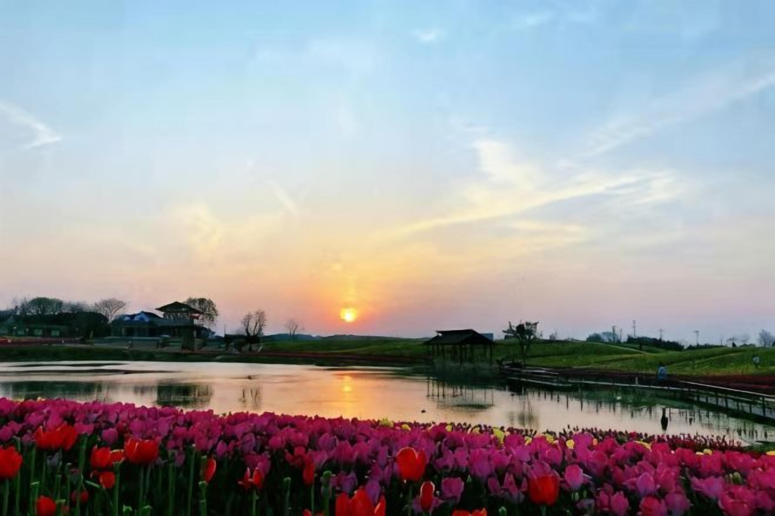 Een zonsondergang boven een wateroppervlak met een veld roze bloemen op de voorgrond.