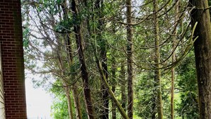 Ein Weg durch ein bewaldetes Gebiet mit Bäumen und Grün.