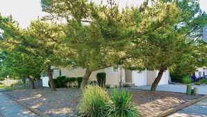 Ein angelegter Garten mit einem großen Baum, einem kleinen Busch und einem Kiesweg.