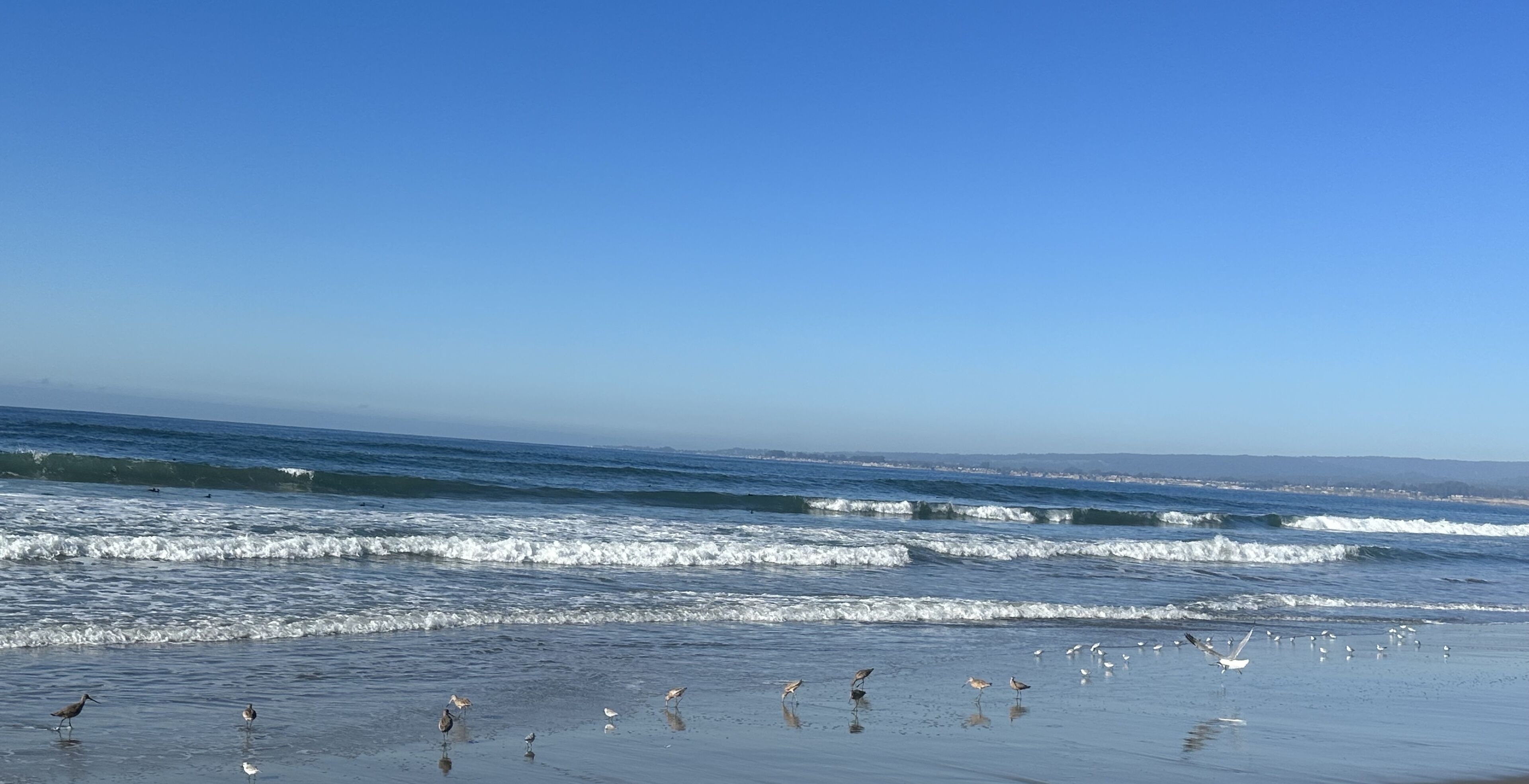 A beach with waves and birds.