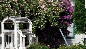 A house with a white picket fence, a brick wall, and a pergola with climbing flowers.