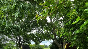 A wooden deck with two folding chairs and a table, surrounded by lush greenery and a view of a field. - Ferienwohnung an der Ostsee (Hasselberg)