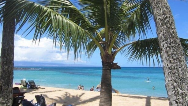 A beach with palm trees, clear blue water, and a few people in the distance. - Gorgeous*Peaceful*Condo* Steps to beautiful beach (Kihei)