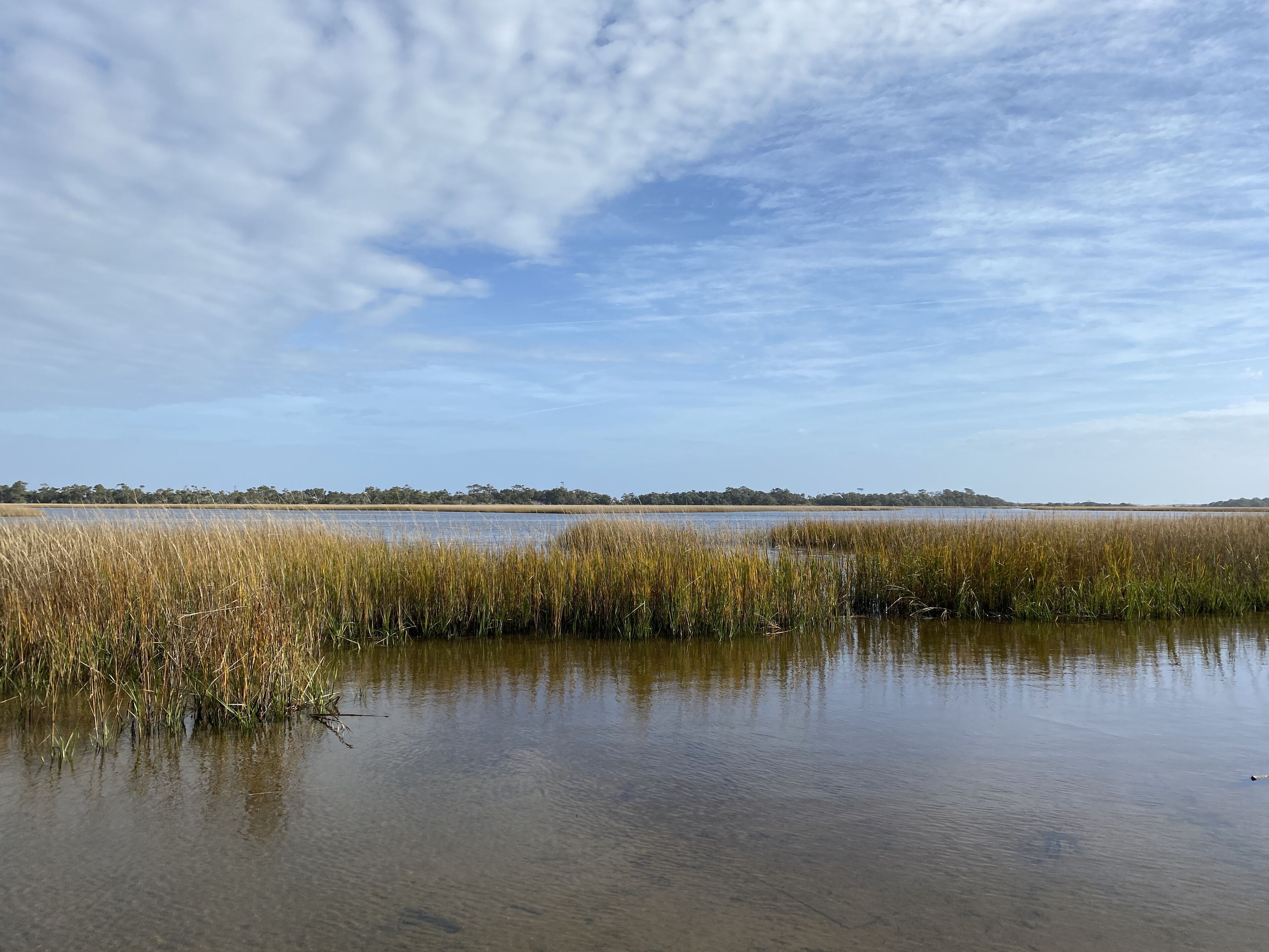A calm water body with tall grasses in the foreground and a distant tree line under a clear sky.