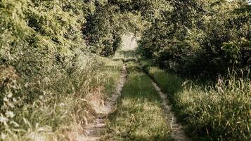 A narrow dirt path surrounded by dense greenery and trees.