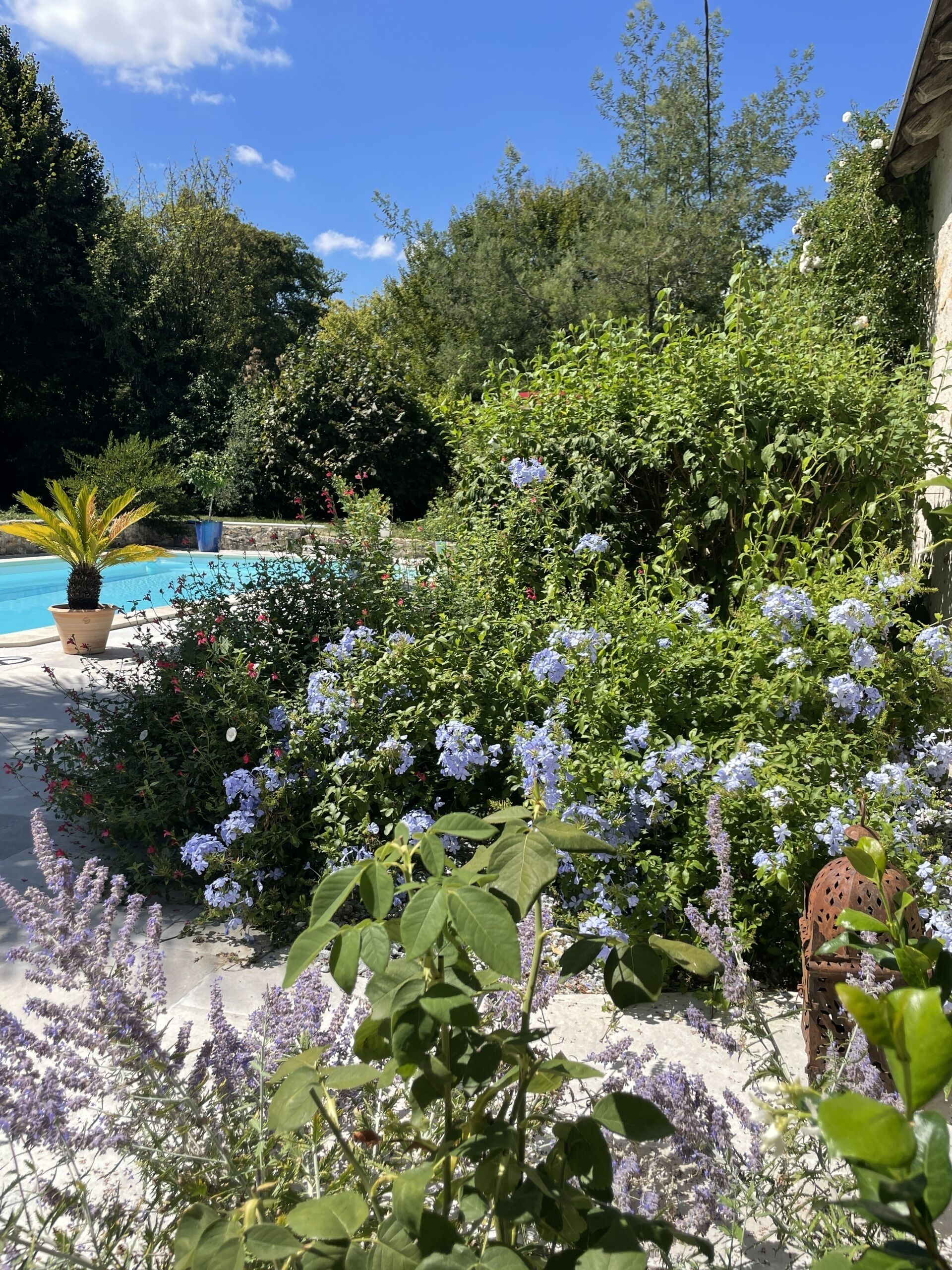 Un jardin avec une piscine, différentes plantes et un pot rustique.