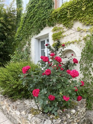 A building with a white facade partially covered by green ivy. - Villa Cassandre (Esvres)