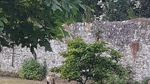 A grassy outdoor area with a stone wall and a tree. - 3-bedroom vacation home. Le Faou Aulne Maritime Crozon  (LE FAOU)