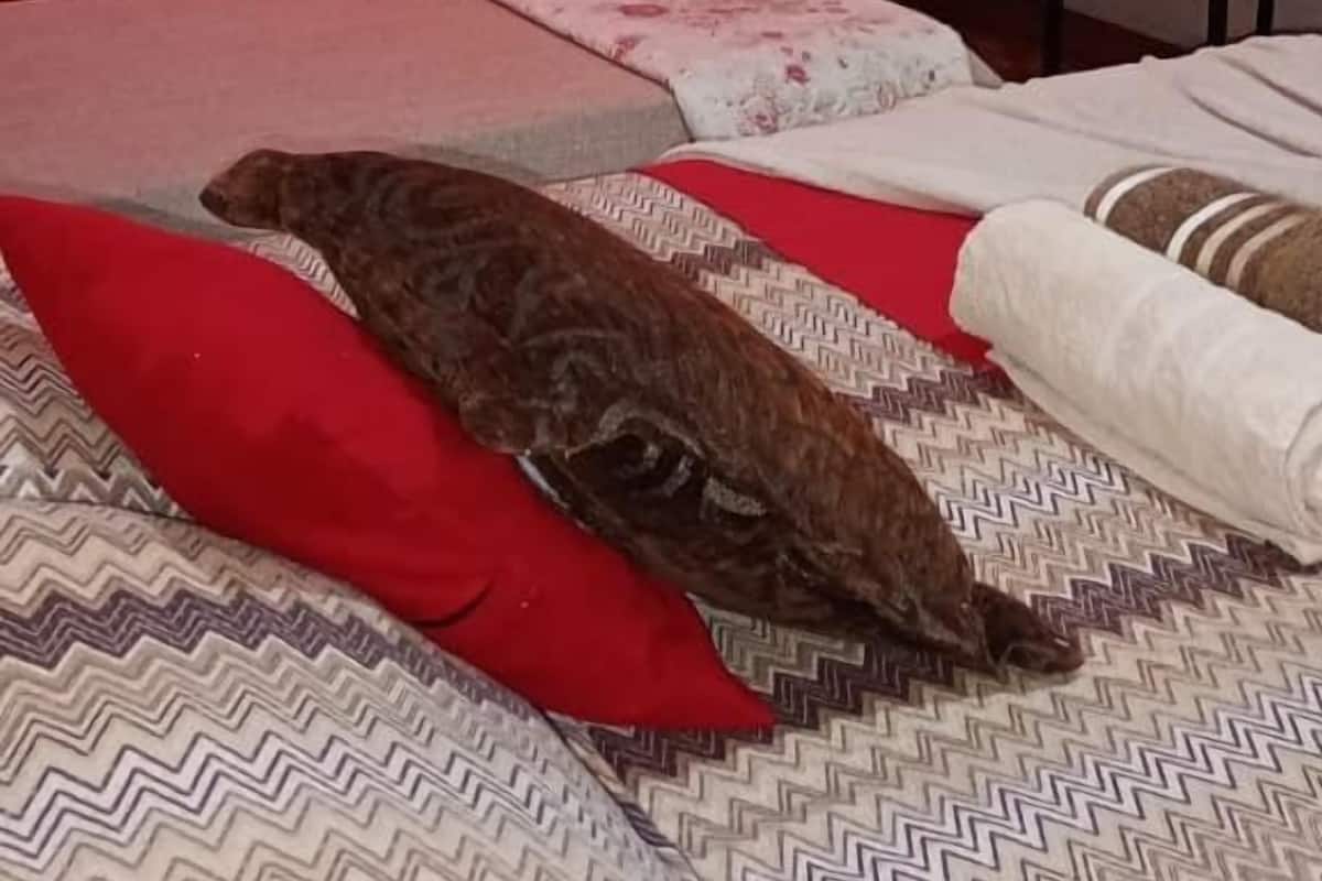 Une pièce avec un lit, des rideaux rouges, une petite armoire blanche et une étagère en métal.