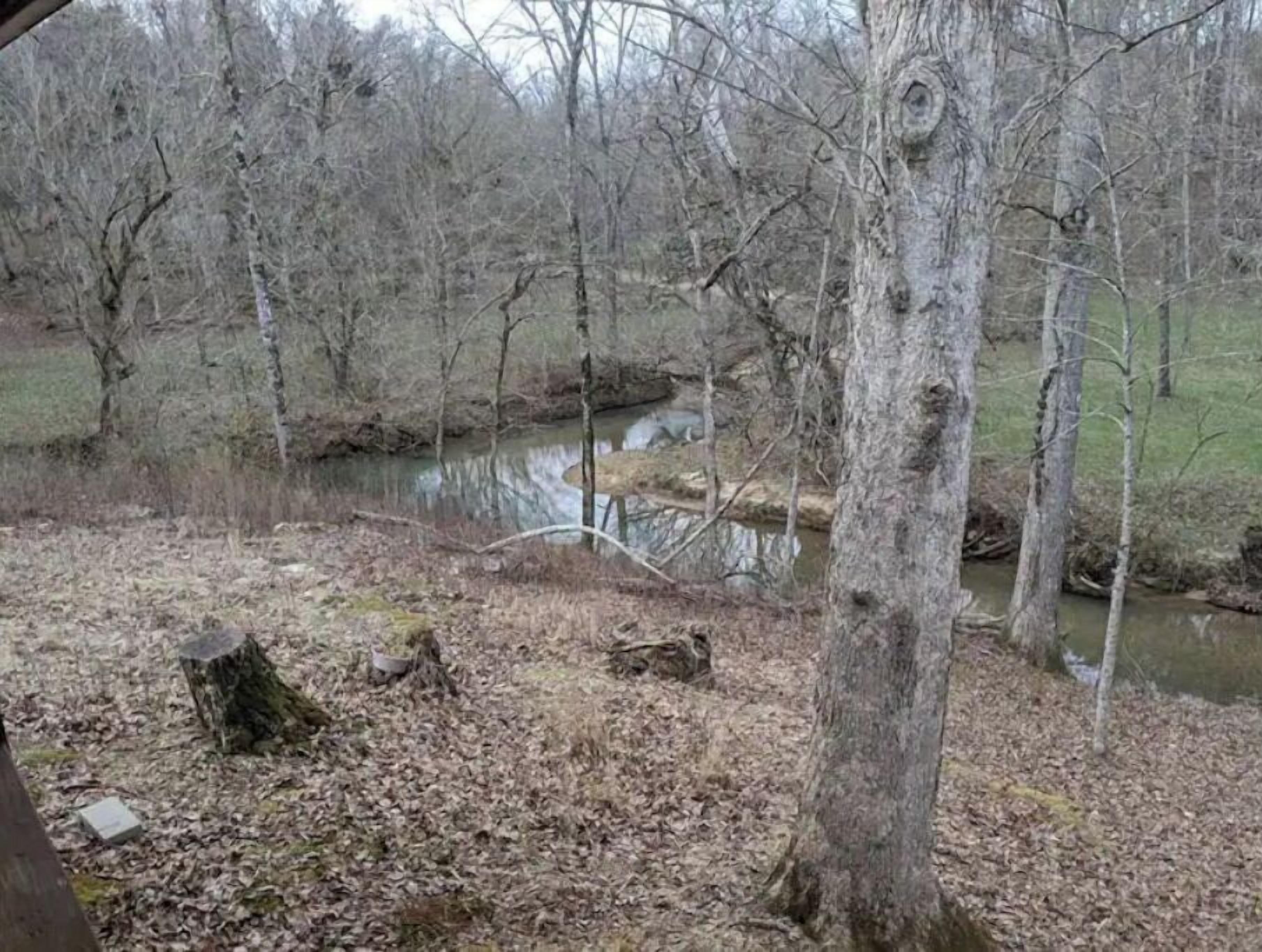 Zona boscosa con un arroyo, suelo cubierto de hojas y un árbol con un hueco.