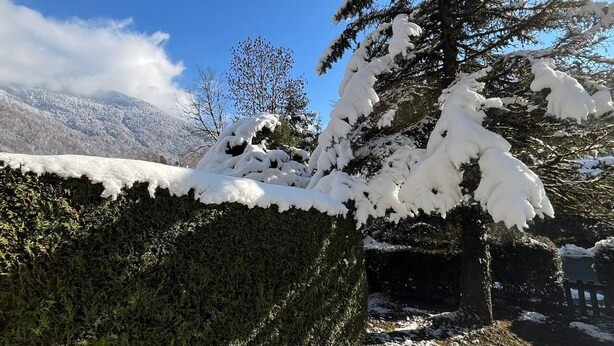 A snow-covered landscape with a prominent evergreen tree and a clear blue sky.