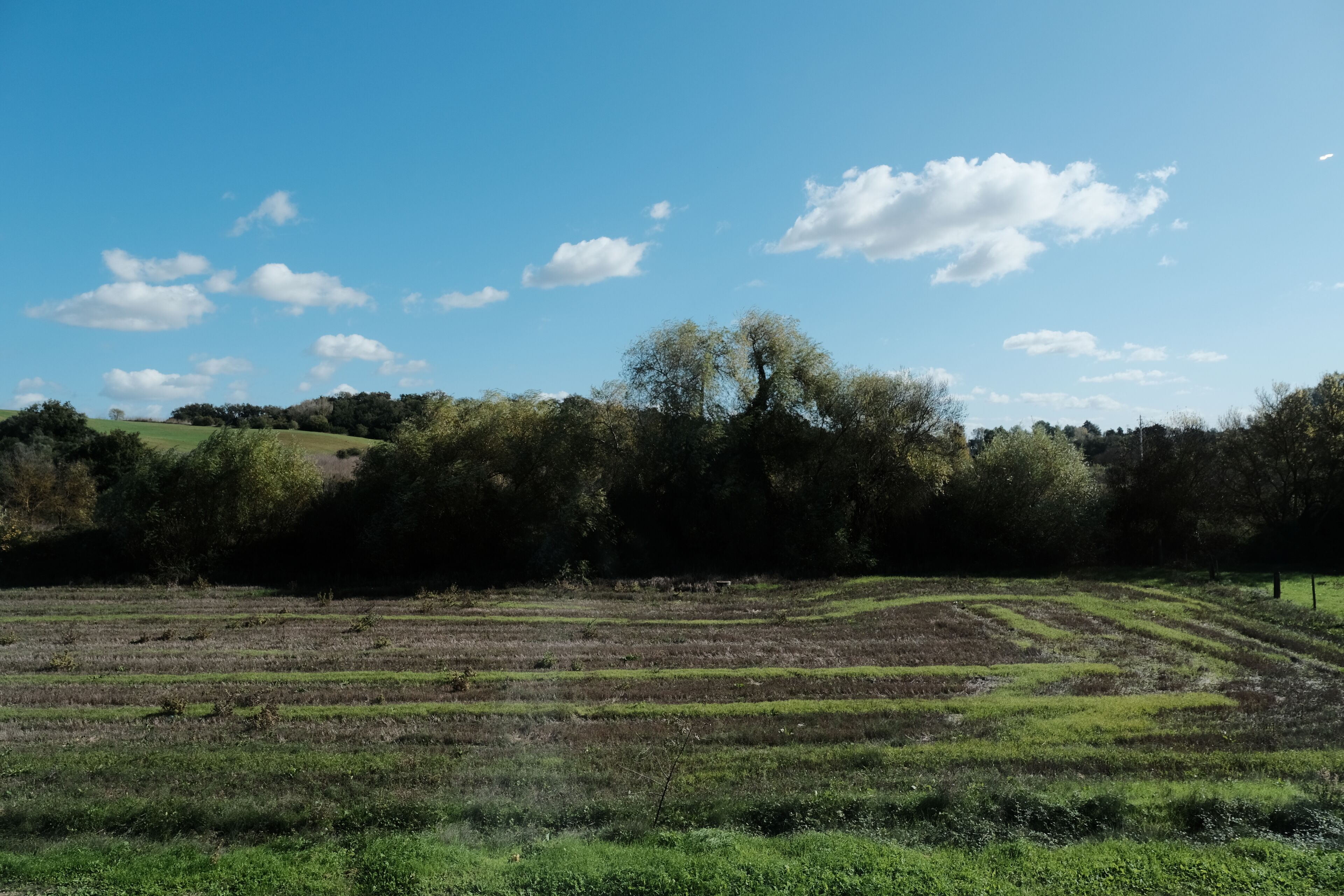 Un campo con bancales escalonados y una fila de árboles al fondo bajo un cielo despejado.
