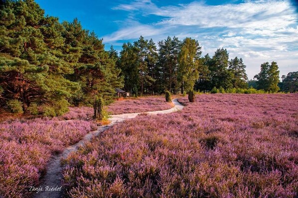 A path through a field of purple heather with trees and a small structure in the distance.