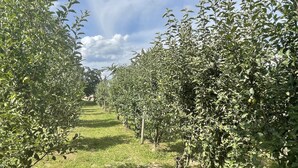A pathway through a well-maintained orchard with rows of trees and a grassy area. - Ferienwohnung im Pfalz (Lustadt)