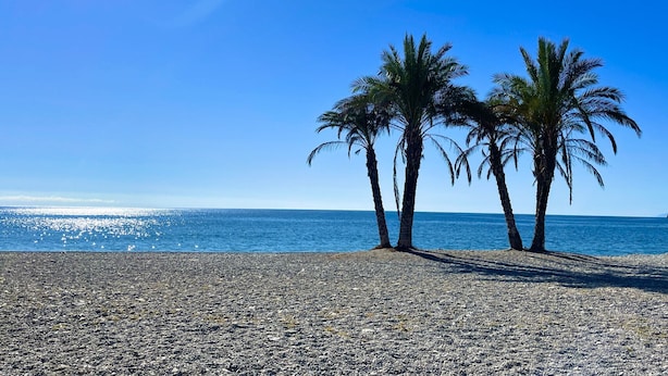 A beach with pebbles and two palm trees.