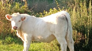 A white goat standing in a grassy area with a building in the background.