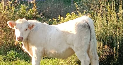 Ferienhaus altes Bauernhaus in Mauvrain, Wandern in Waldnähe, 2 bis 9 Personen