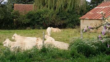 A rural setting with a group of white cows grazing in a field, surrounded by greenery and a stone building with a corrugated metal roof.