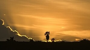 Silueta de una persona de pie junto a una planta contra un cielo al atardecer.