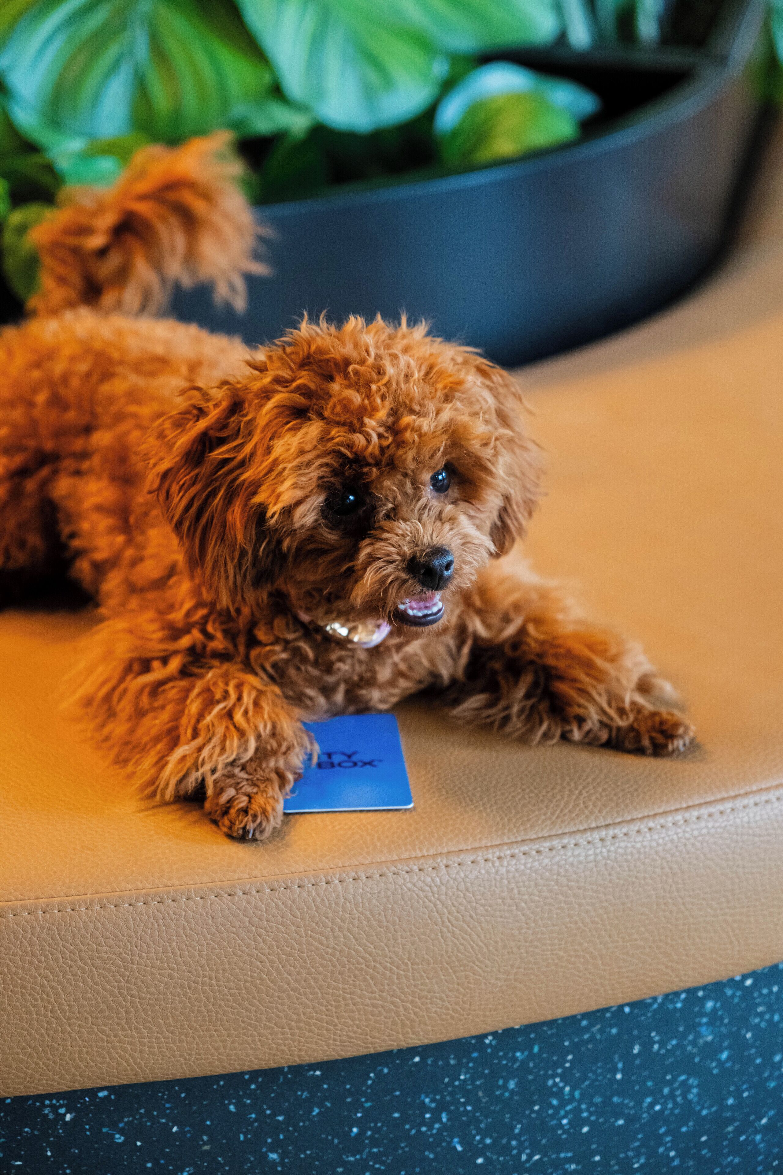 Foto - Citybox Antwerp City Center