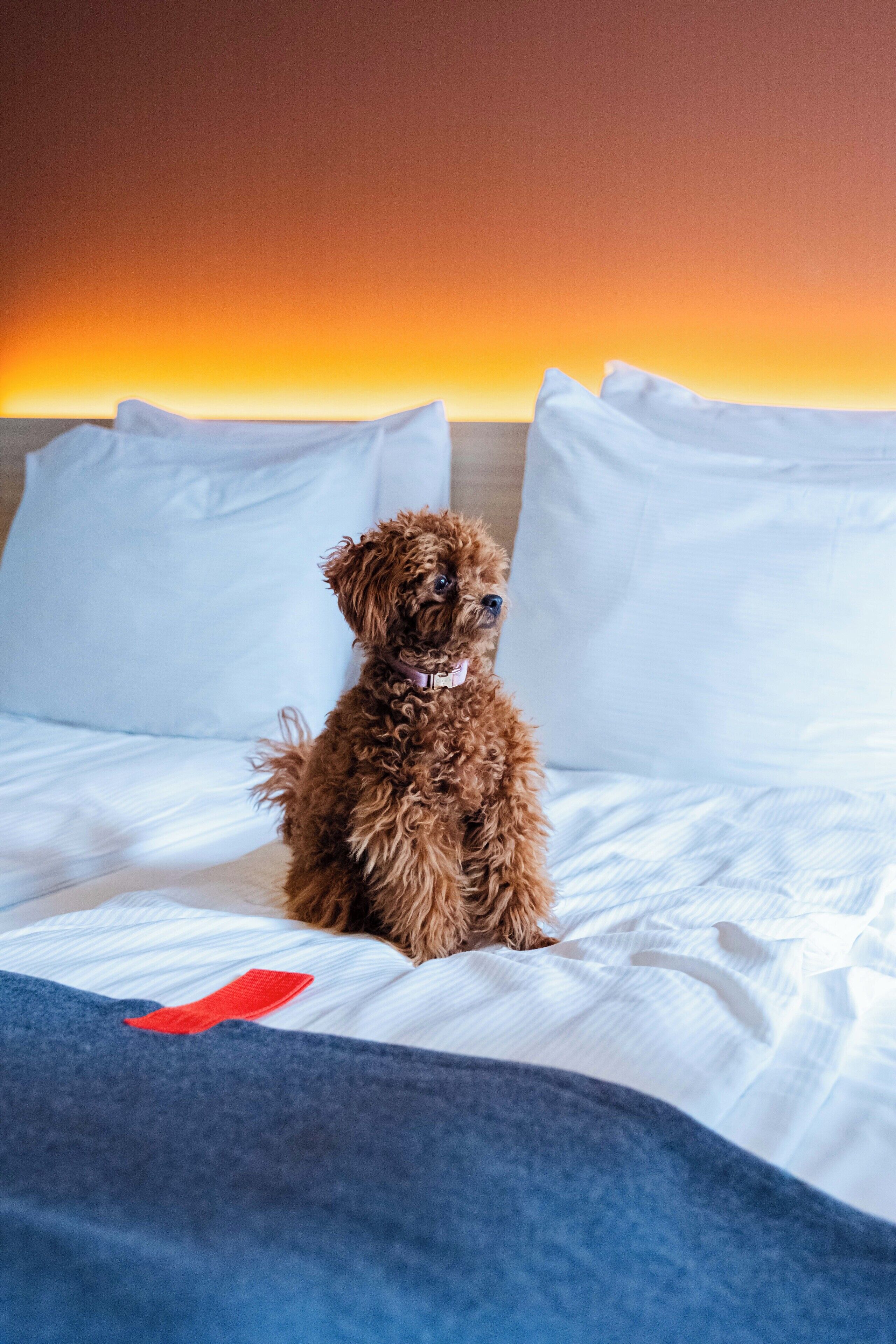 A small brown dog sitting on a bed with white pillows and a blue blanket.