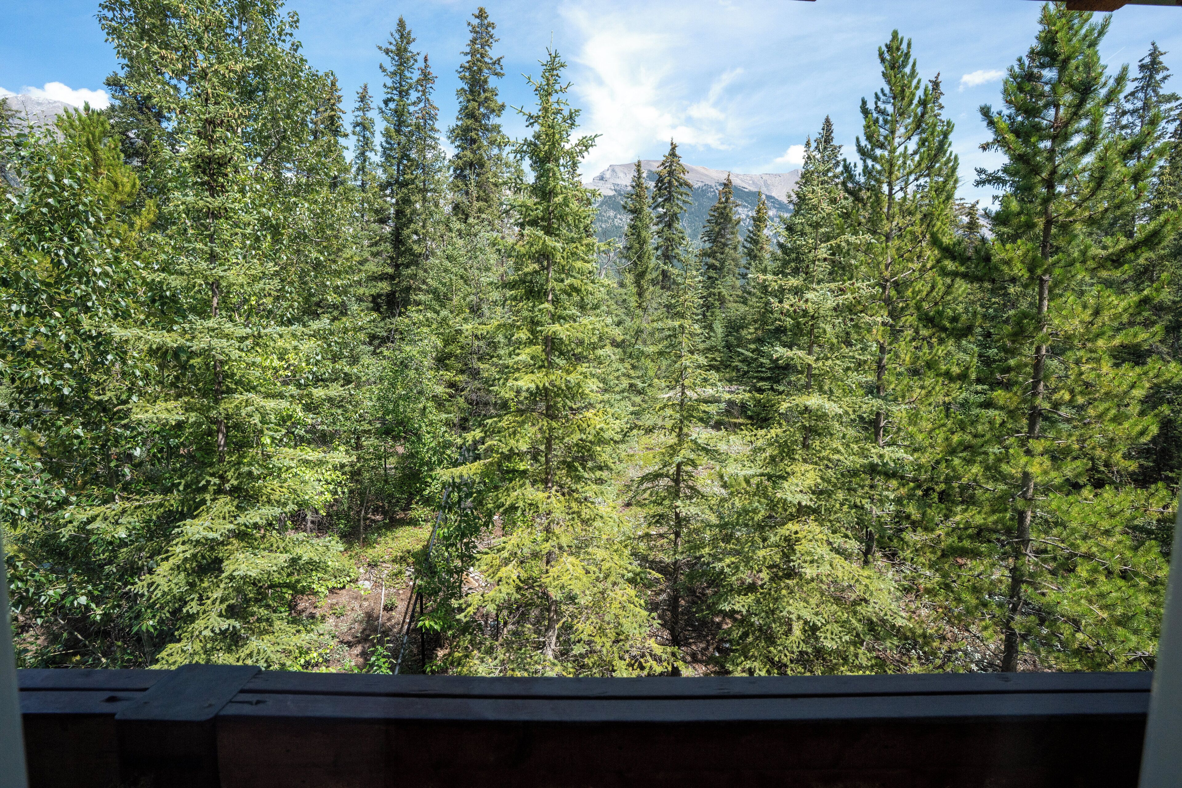 A forested area with tall evergreen trees and a mountain in the background.