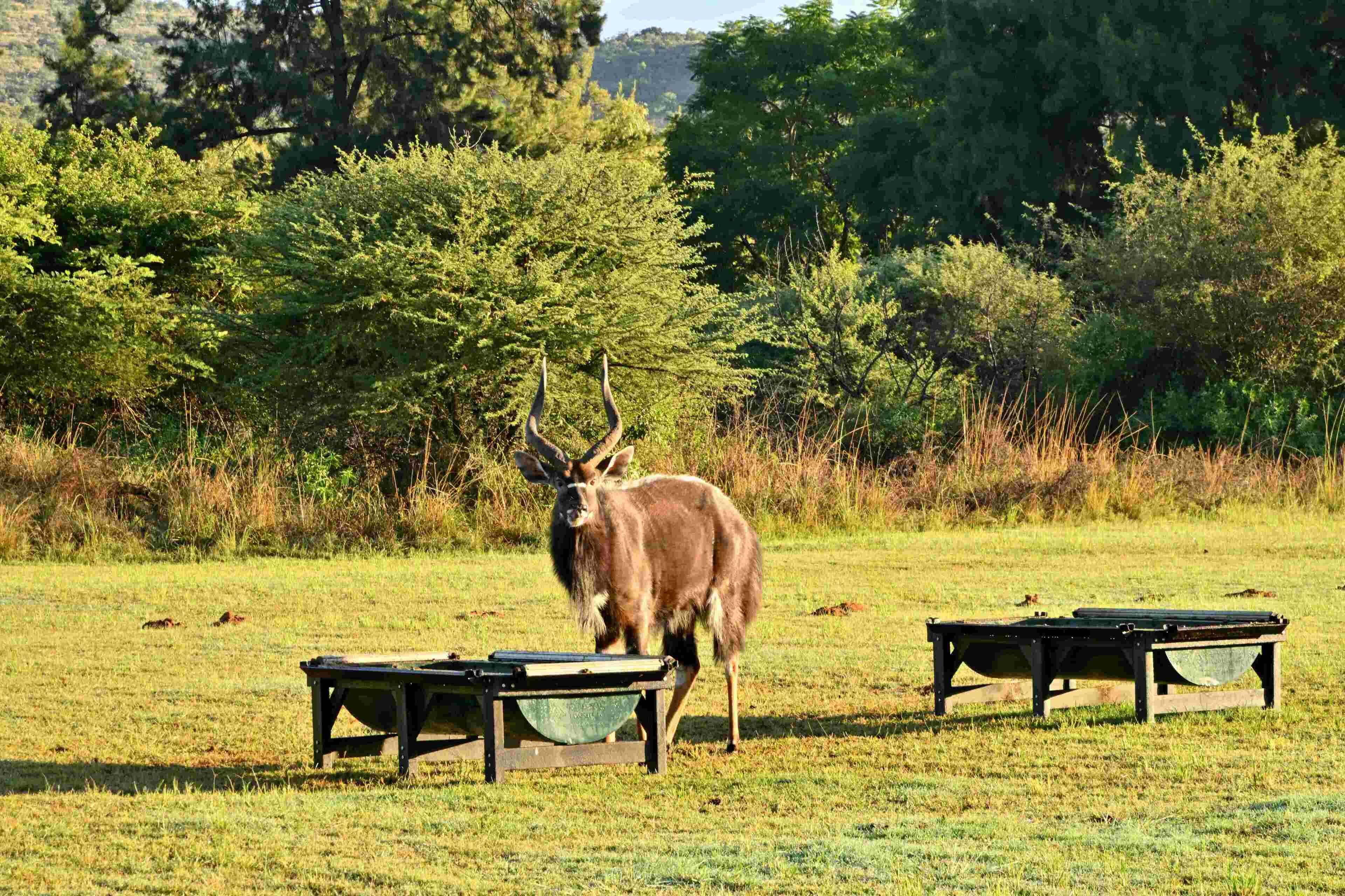 A deer in a grassy field with two tables.