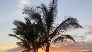 A grassy area with palm trees and a sunset over the water. - Top Floor Ocean View & easy walk to the beach. Last minute booking 20 % discount (Kihei)