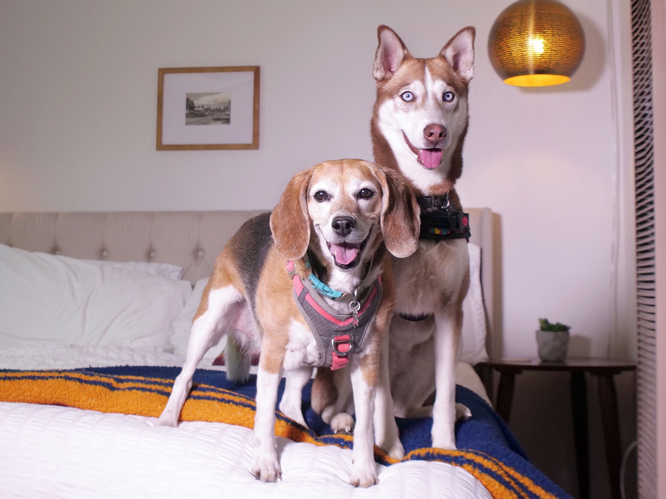 Deux chiens sont allongés sur un lit, et sur le mur, on peut voir un tableau encadré et une lampe.