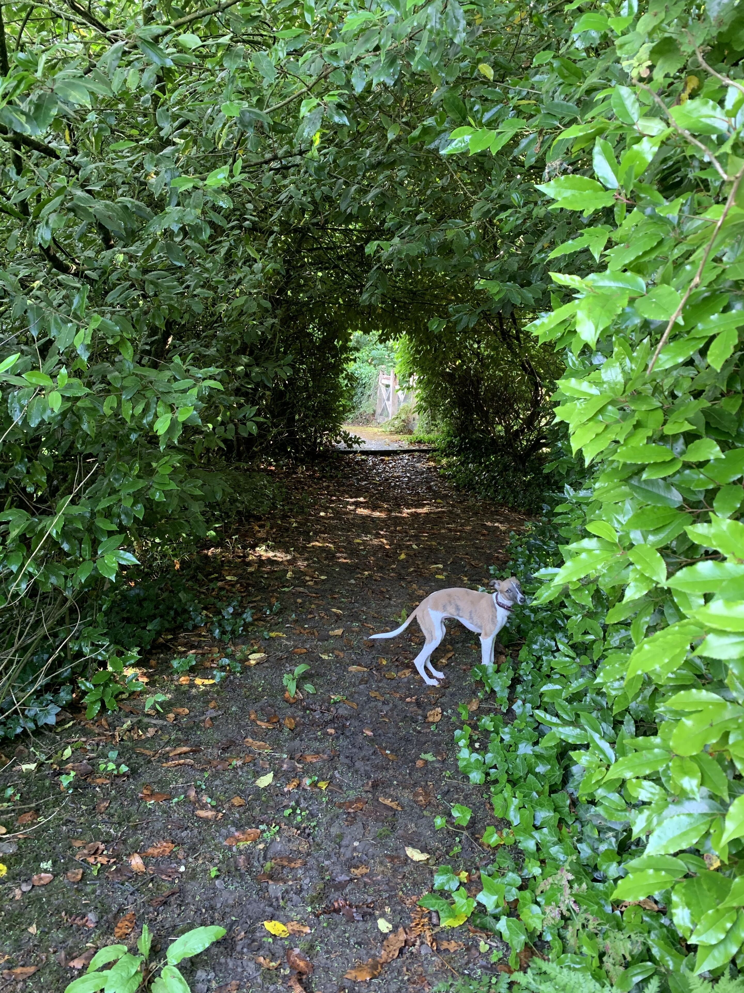 Uma trilha por uma floresta densa e verde, com um cachorro caminhando pelo chão.