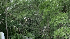 Puinen kävelysilta, joka kulkee metsäisen alueen läpi, ja jonka molemmilla puolilla on tiheää kasvillisuutta.