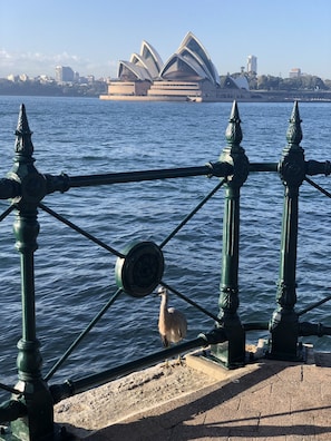 Udsigt over vandet med en fugl på gelænderet, en bro og Sydney Opera House i baggrunden.