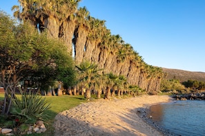 A beach with palm trees, a clear sky, and a rocky shoreline.
